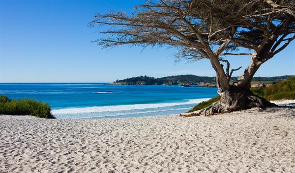 Gallery Image bigs-Carmel-City-Beach-with-tree-5860385-Large-e1491340866950.jpg Gallery Image bigs-Carmel-City-Beach-with-tree-5860385-Large-e1491340866950.jpg