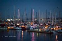 Brighten the Harbor Boat Parade with Monterey Bay Whale Watch