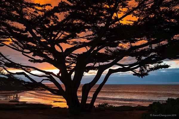 Cypress Tree on Carmel Beach