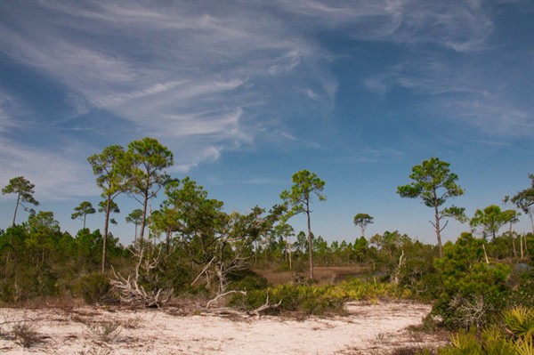 Sand Pine Trail Photo Credit: Sophie Pirard