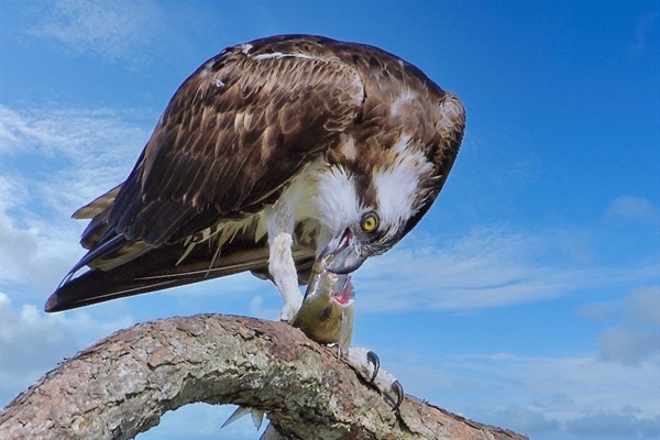 Osprey eating a fish Photo Credit: Sophie Pirard