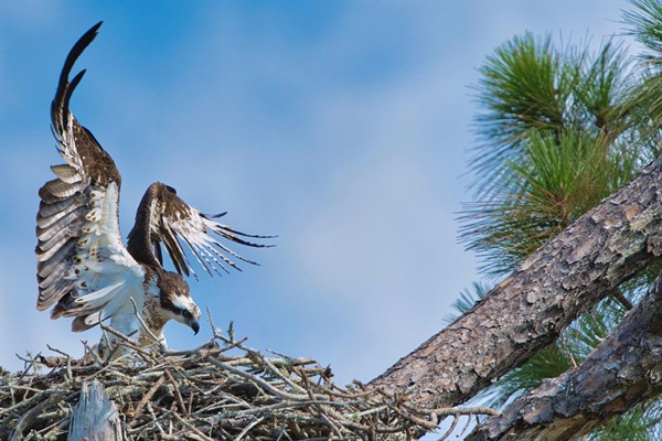 Osprey landing in Nest Photo Credit: Sophie Pirard