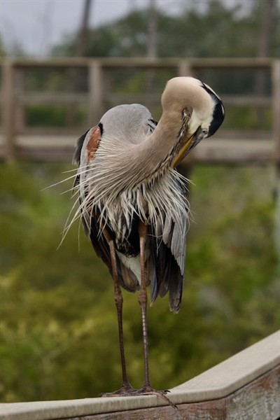 Great Blue Heron Preening Photo Credit: Sophie Pirard