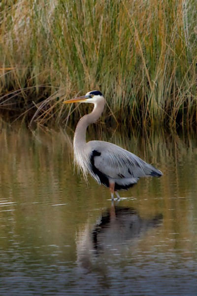 Great Blue Heron Wade Fishing Photo Credit: Sophie Pirard
