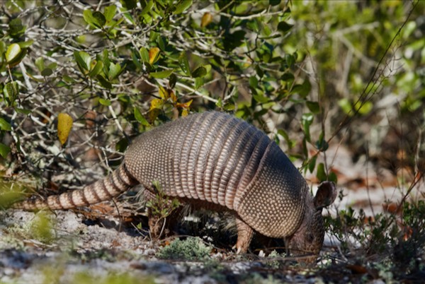 Armadillo Photo Credit: Sophie Pirard