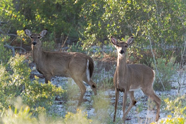 White-tailed Deer Photo Credit: Sophie Pirard