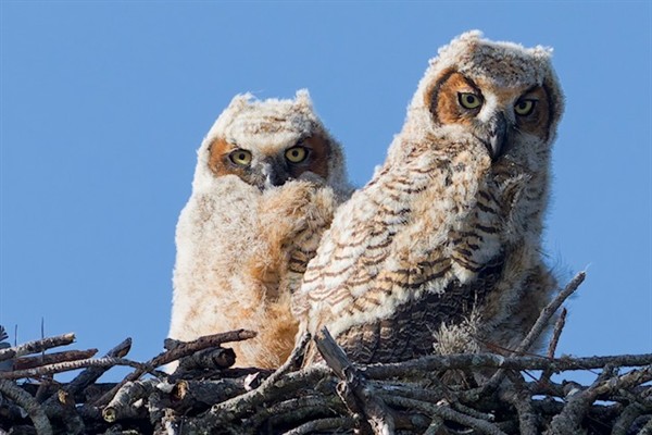 Great Horned Owlets Photo Credit: Sophie Pirard