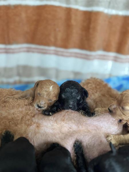 Newest Litter of 6 (available NOW) Newest Litter of 6 (available NOW)