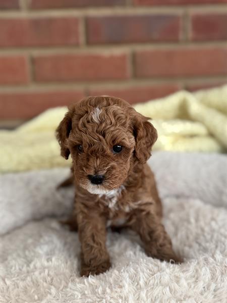 Bailey (Available Aug 15) Bailey (Available Aug 15)