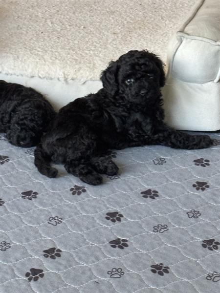 Licorice (available Aug 15) Licorice (available Aug 15)