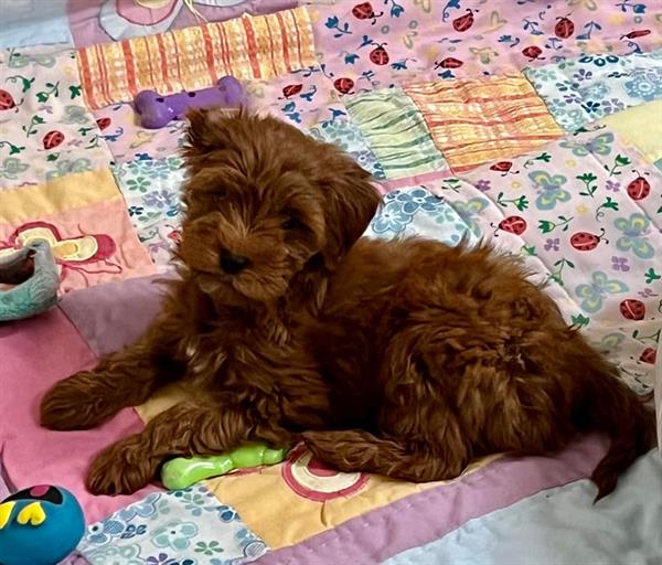Rusty (Sire)