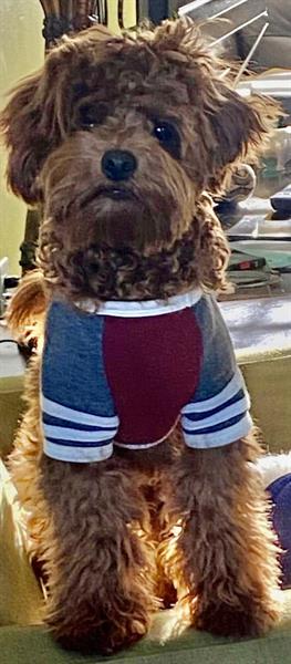 Rusty (Sire) Rusty (Sire)