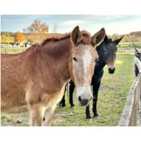 Equine Advocates Public Open Day