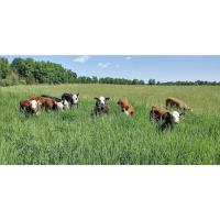 Summer Pasture Walk