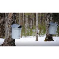 Maple Sugaring, from Past to Present