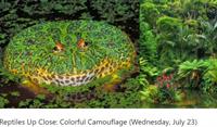 Reptiles Up Close: Colorful Camouflage