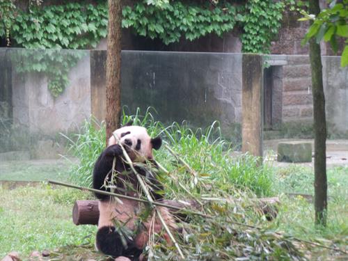 Zoo visit in China