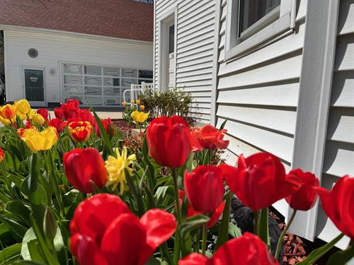 Tulips are blooming at our Verona clinic!