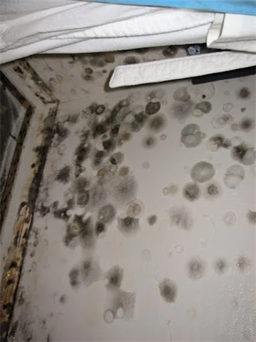 Gallery Image Asbestos-Mold-Lead-2.png