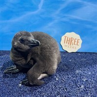 Baby Penguins on Campus