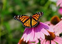 Butterflies in the Pass Monarch Festival