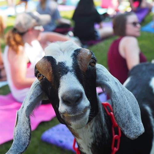 Did someone say "Goat Fest"?  