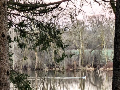 Can you see the eagle in the tree and a pelican viewed from our property?