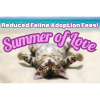Summer of Love: Reduced Feline Adoption Fees