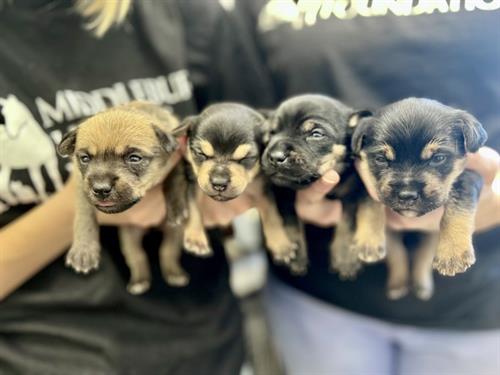 Two week old puppies on intake