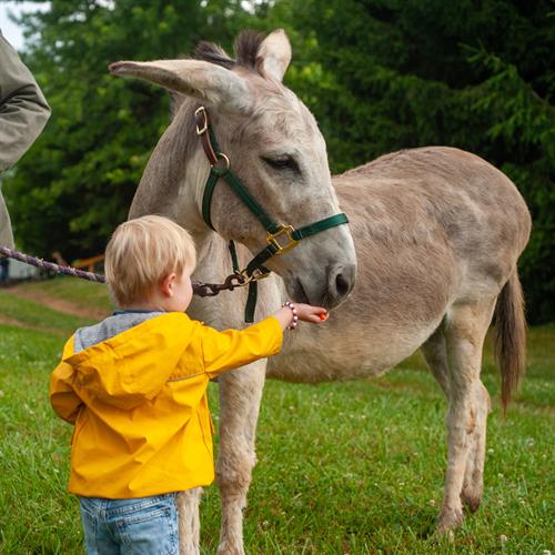 A proud new care-taker feeds treats to his new donkey.