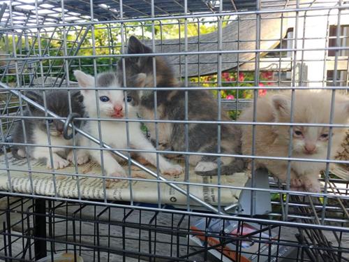 Our community cats program not only conducts TNR but also socializes kittens for adoption.