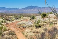 Tucson LGBT Chamber of Commerce Members Hike on the Arizona Trail