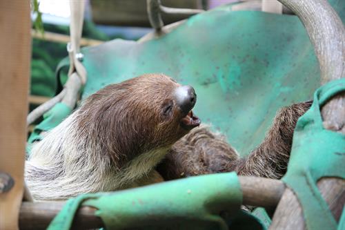 Gallery Image Sloth_Gwen_Hammock_Open_Mouth_Chew_Close_Up.JPG