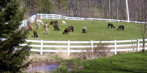 The herd in front pasture