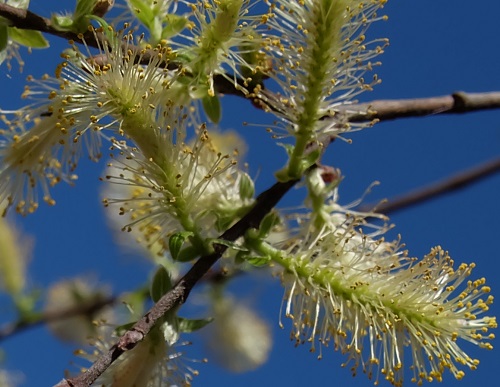 The Willows are the first to bud and flower