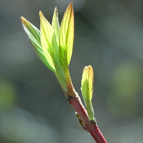 Red-Osier Dogwood come to life in early May