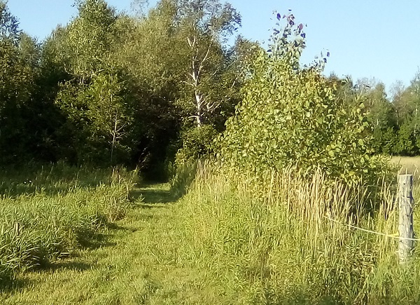 A shaded trail in late June