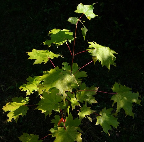 Native Red Maple, young with new leaves
