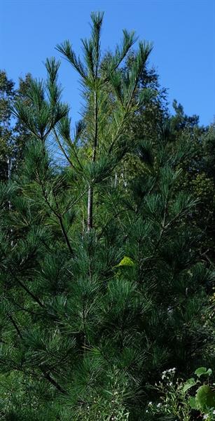 50 years of Carbon sequestering and this White Pine will reach 100ft