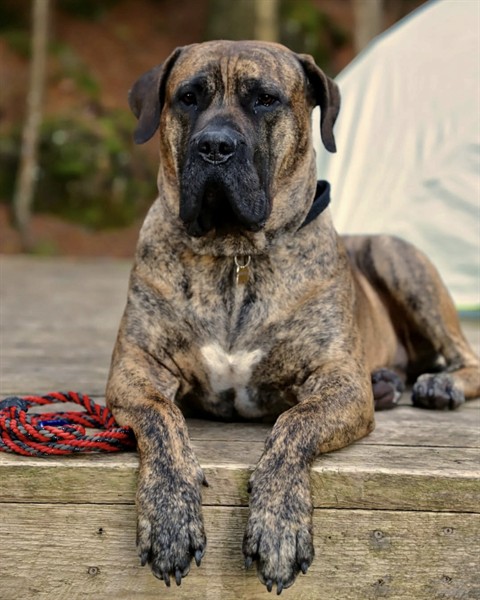 Dog Training - Fear-free, Loose Leash Walking, Jumping-up, Resource Guarding, Puppy training, Behaviour modeification