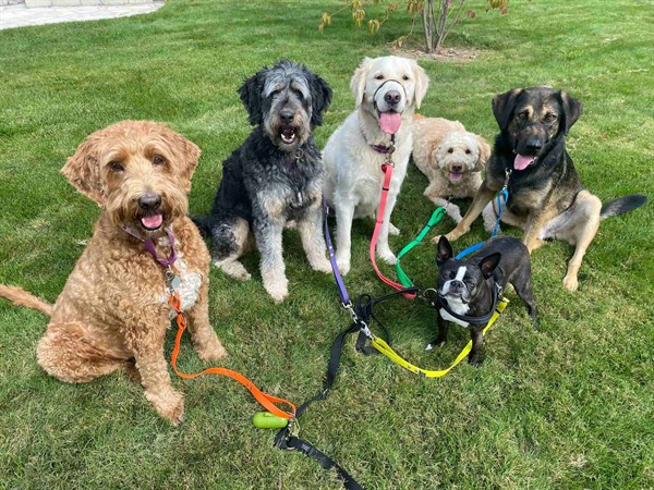 Group Dog Walking