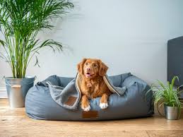 Daily Drop-ins - dogs stay in the comfort of their own home