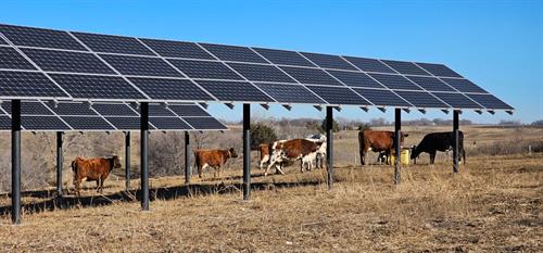 We put solar in agriculture fields to create shade while generating electricity