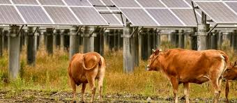 We put solar in agriculture fields to create shade while generating electricity