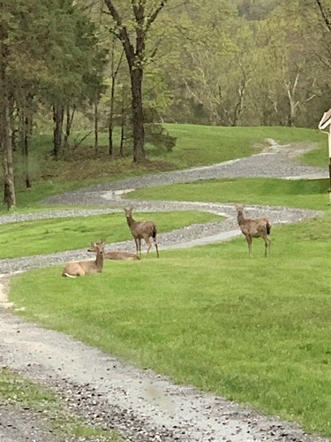 Wildlife