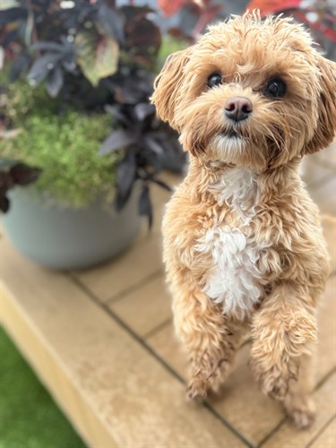 Gallery Image IMG_0788.jpeg