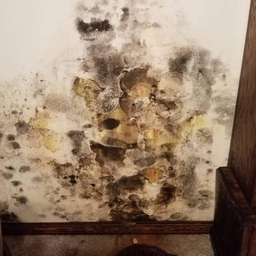 Colorful culture of fungus in basement.