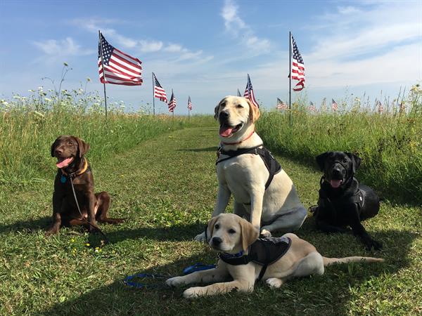 Four service dogs in training take advantage of a photo opportunity at the annual Jon Tumilson Go Crush It 5K in Rockford, IA in July 2018.