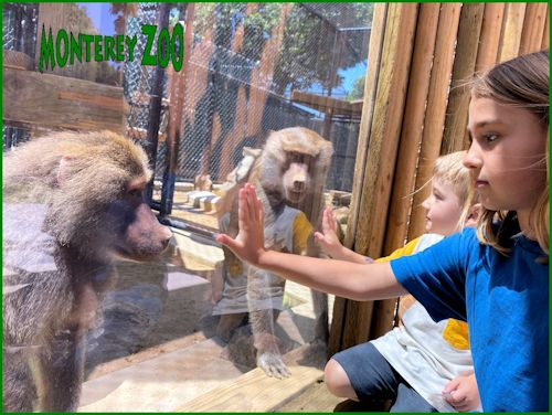 Monterey Zoo visitors w-baboon