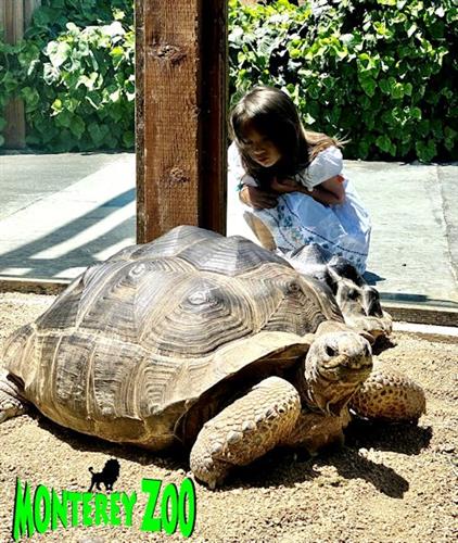 Monterey Zoo visitor w-tortoise